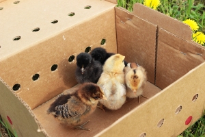 2013 chicks