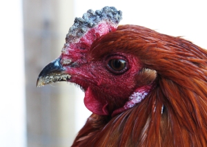 Rooster with frostbite on his comb